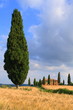 Zypressen mit Haus vor blauem Himmel, Toskana, Italien