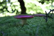 Roter Pilz