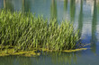 Photo: El estanque El estanque