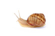 Garden snail