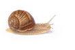 Garden snail