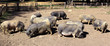Cochons