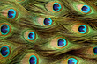Peacock feather background. Peacock feather background.