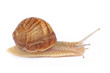 Garden snail