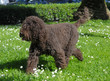 BARBET