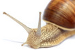 Garden snail
