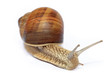 Garden snail