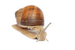 Garden snail