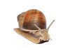 Garden snail