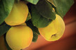 quince quince