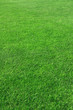 Grass on a golf course