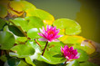 Two pink water lilies in a pond Two pink water lilies in a pond