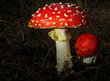 Fliegenpilz