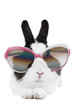 rabbit in sunglasses isolated rabbit in sunglasses isolated
