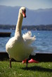 White swan