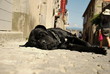 Black dog