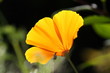 Kalifornischer Mohn