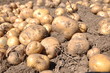 Potato harvest Potato harvest