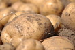 Potato harvest Potato harvest