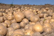 Potato harvest Potato harvest