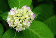 Hydrangea