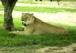Laying Lioness