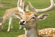 Deer in Field