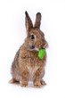Cute little bunny