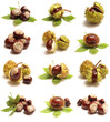 Medical force of a chestnut