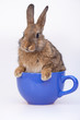 Foto: Cute little bunny Cute little bunny