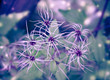 winter flowers winter flowers