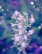 winter flowers winter flowers
