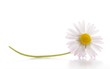 daisy flower
