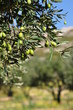 OLIVES
