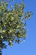 OLIVES