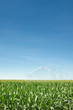 Foto: Irrigation of a green cornfield Irrigation of a green cornfield