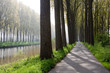 Bruges canal tree reflections