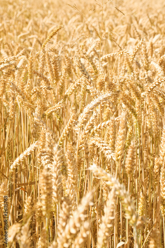 Foto: Full frame close up of wheat Full frame close up of wheat