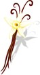 Vaniglia con Fiore-Vanilla with Flower-Vector