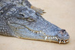 Crocodile close up