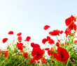 poppies