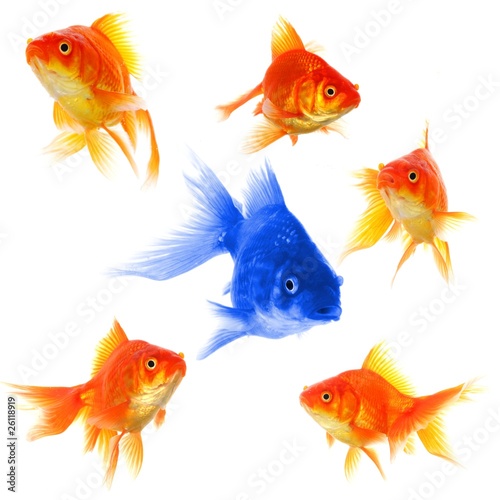 Photo: individual goldfish individual goldfish