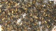 HD 1080 close up shot of wasps in the nest.