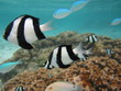 グアム　イパオビーチの熱帯魚