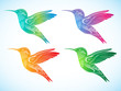 colorful hummingbird