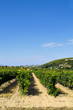 Vineyard alley