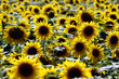 Fleurs de tournesol