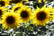 Fleurs de tournesol