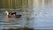 Ducks diving for food Ducks diving for food