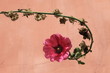 Fleur renversée Fleur renversée